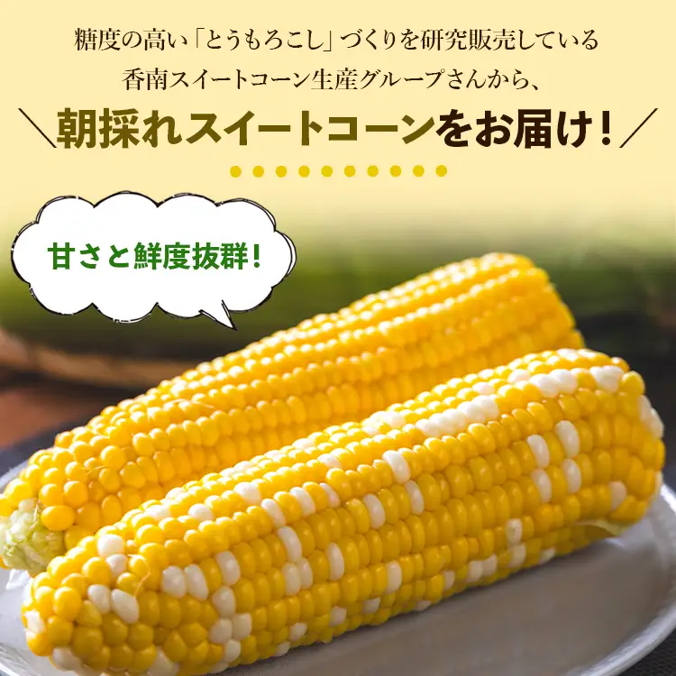 朝採れスイートコーン 4.5kg (12～15本) - 野菜 とうもろこし とうきび トウキビ BBQ キャンプ 旬 おやつ 特産品 数量限定 季節限定 期間限定 sg-0006