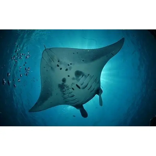 体験ダイビング利用券　石垣島のマンタ・サンゴ・ウミガメに会いに行こう YD-2-1