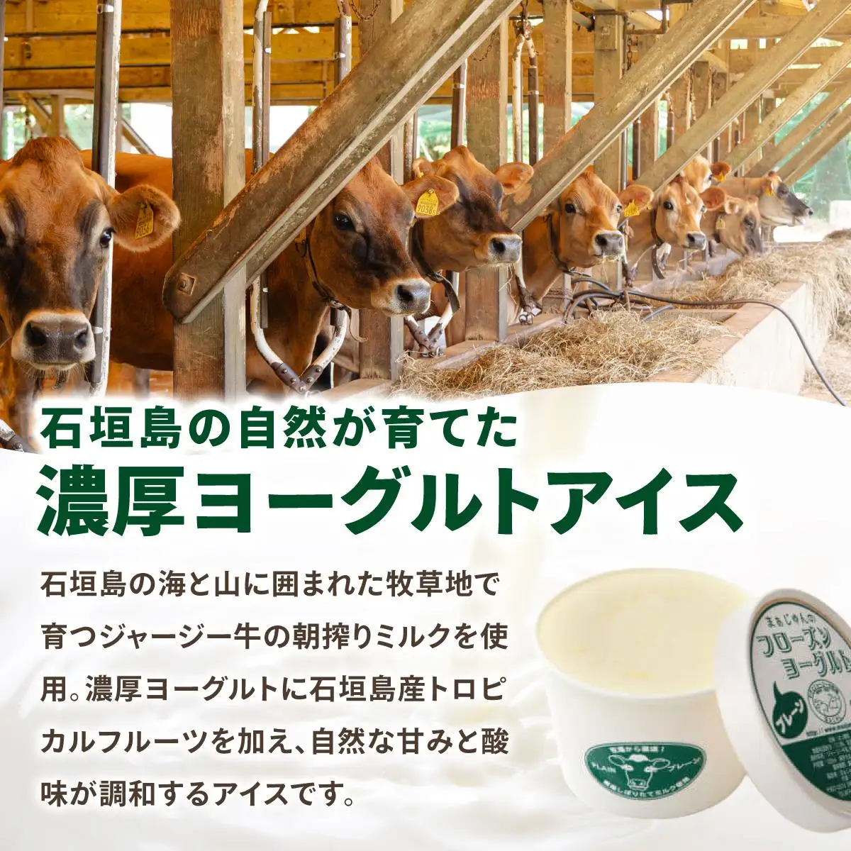 まぁじゅん牧場のフローズンヨーグルトセット 5種詰め合わせ 10個入り (プレーン マンゴー パッションフルーツ パイナップル シークヮーサー)