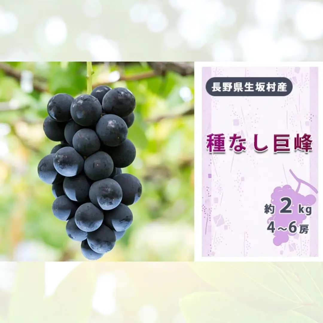 【2026年先行予約】種なし巨峰 約1.7kg~2kg (4~6房入り)  小さな果樹園 ぷてぃ・べるじぇ | 種なし巨峰