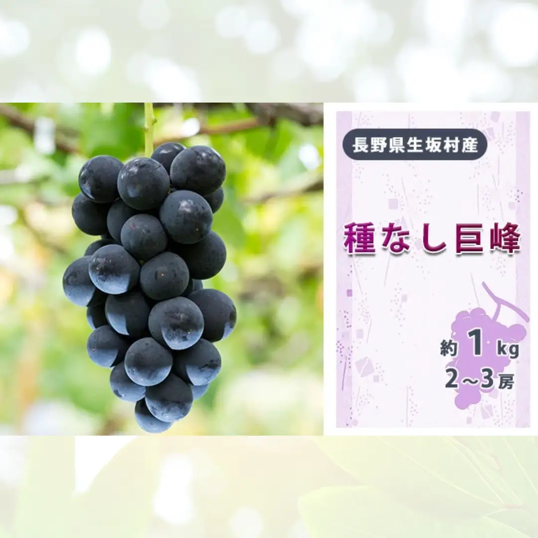 【2026年先行予約】種なし巨峰 約800g~1kg (2~3房入り) 小さな果樹園 ぷてぃ・べるじぇ | 種なし巨峰