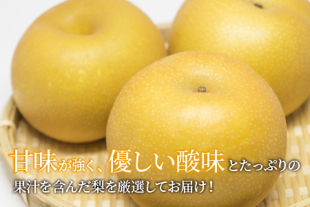 【先行予約】幸水梨 5kg前後 (8～14個) たっぷりの果汁を含んだジューシーな梨！【2026年8月中旬以降順次発送予定】【梨 幸水梨 なし フルーツ 甘い みずみずしい 果実 果物 新鮮 お土産 贈り物 旬の果物 冷蔵】 [A-15005]