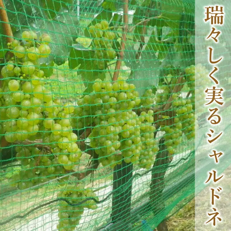 ホッコーワイナリー　山霧路（シャルドネ）　KA038_017