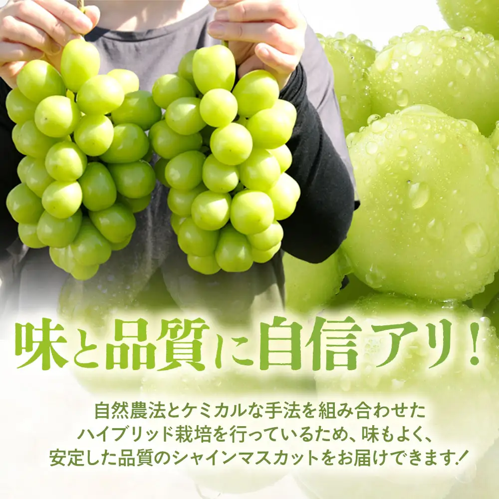 完熟 シャインマスカット 2房以上 1.2kg 山梨シャインマスカット