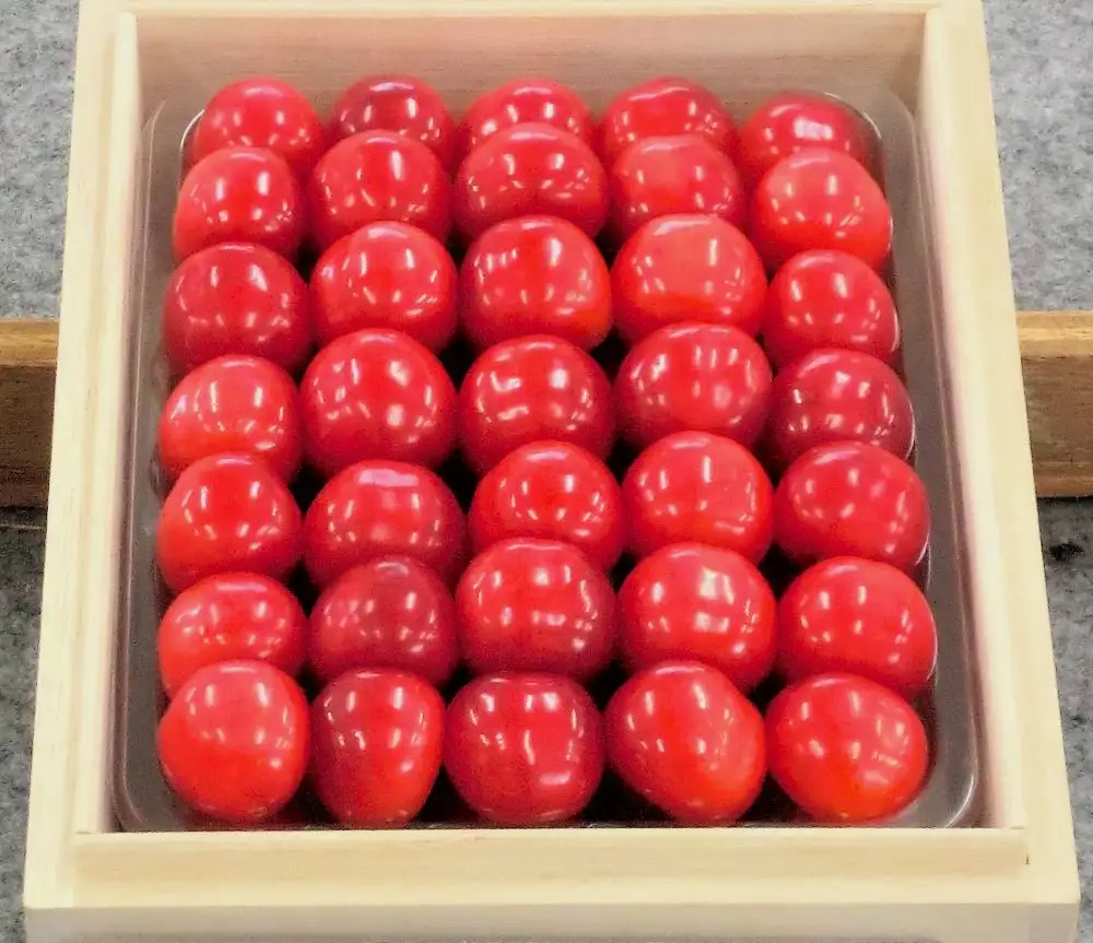 さくらんぼ（佐藤錦）５００ｇ　桐箱入　0056-2607