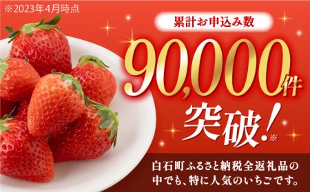 【先行予約】【2027年1月以降発送】いちご さがほのか 900g / いちご [IAA024]