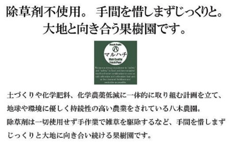 【2026年9月中旬?発送】【シャリッとおいしい！】新高梨 約3.4kg / 梨 なし  南島原市 / ふるさと企画 [SBA030]