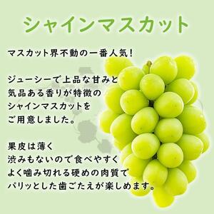 【2026年先行予約・数量限定】朝採り シャインマスカット 訳あり品 約１kg＜2026年8月中旬～発送＞