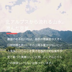 訳あり 家庭用 シナノスイート 5kg 【2026年先行予約】 ｜ 山とりんご