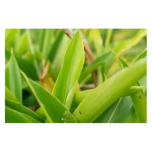 満月月桃発酵茶　50g×2個セット