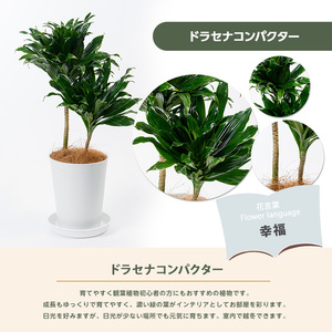 2026年1月中旬～発送【観葉植物】ドラセナ コンパクター 35cm～55cm 前園植物園 IB002-003 観葉植物 ※北海道・沖縄・離島配送不可
