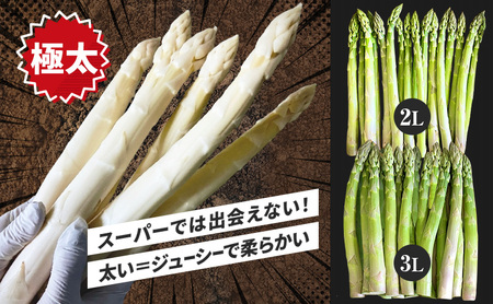 【令和8年産】 〔メディア掲載されました〕 ホワイト & グリーン アスパラガス 2L 800g 春アスパラ 野菜 旬 新鮮 産地直送 甘い 極太 グルメ 高評価 限定 北海道 上富良野産 