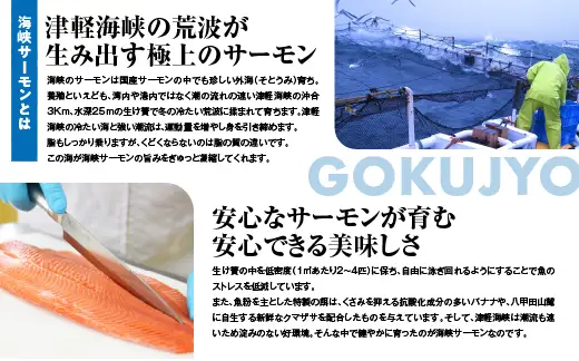 【期間限定発送】極 活〆海峡サーモン5.0kg以上(冷蔵)