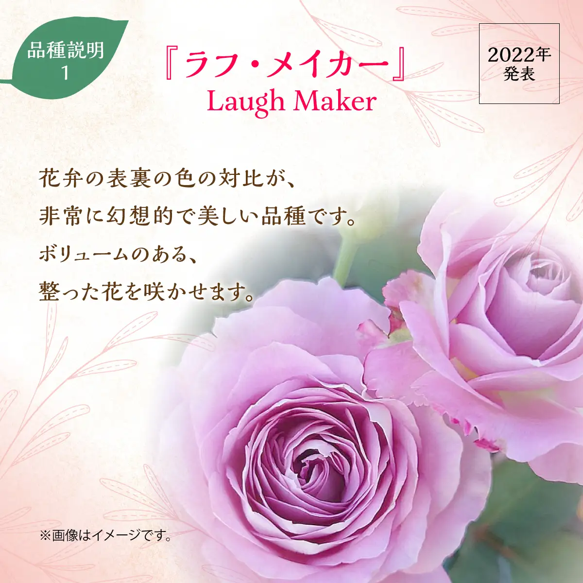 【Apple Roses】バラ苗『ラフ・メイカー』大苗6号ポット植え 苗木 植物 HNNH004