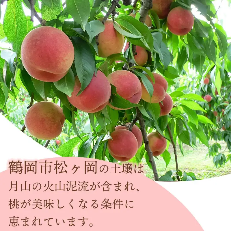 【令和8年産先行予約】 桃 品種おまかせ 5kg(15玉～18玉) 山形県鶴岡市産　株式会社 元青果