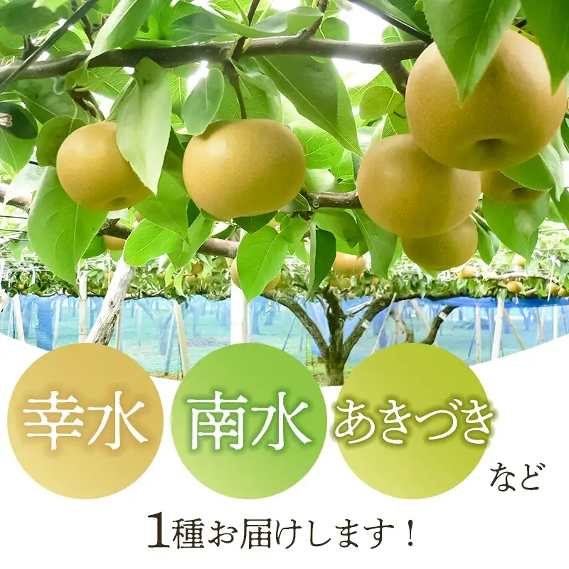【令和8年産先行予約】 和梨 品種おまかせ 秀品 5kg (12～16玉)  山形県鶴岡市産　株式会社 元青果