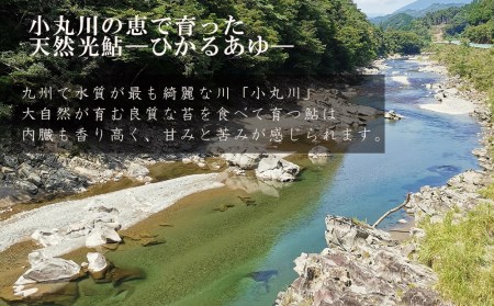 【数量限定】 天然 鮎 約500g [小丸川天然鮎工房hikaru 宮崎県 美郷町 31af0005]