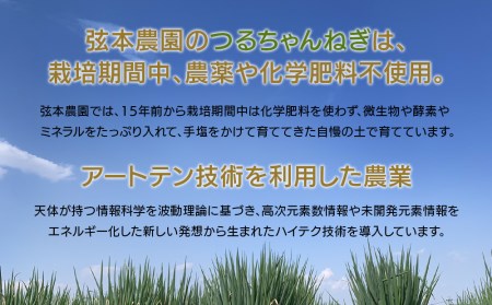 弦本農園のこだわりのつるちゃんねぎ 80g×10束 | 葱 ねぎ ネギ 小葱 小ねぎ 小ネギ 薬味 大分県 中津市