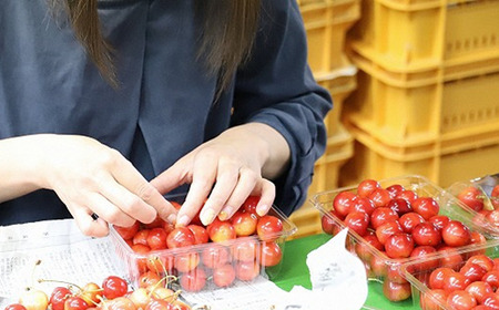 【令和8年産先行予約】 さくらんぼ 「佐藤錦」 540g (180g×3パック 秀 L以上) 《令和8年6月中旬～7月中旬発送》 『フードシステムズ』 サクランボ 果物 山形県 南陽市 [1695]