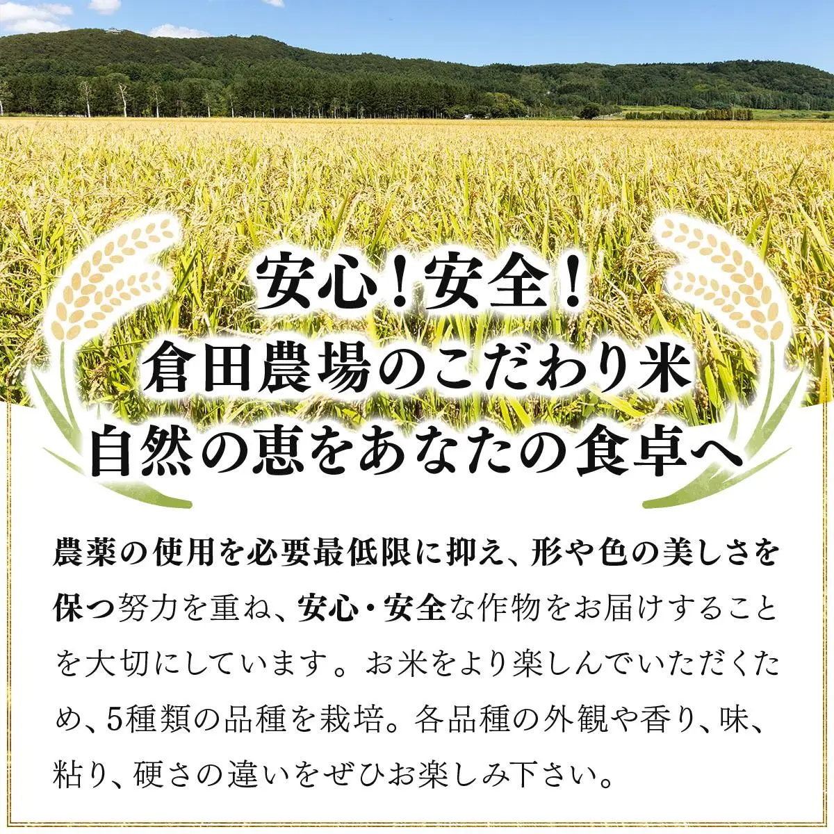 令和7年産 北海道岩見沢市産 あやひめ玄米5kg ≪沖縄・離島配送不可≫