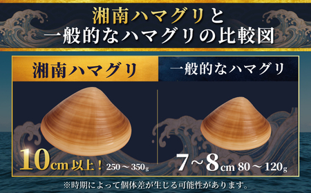 はまぐり  LLサイズ  1.4kg 貝 【湘南はまぐり 蛤】