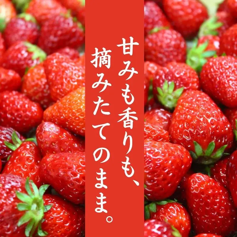 【先行予約_2026年発送】冷凍いちご  紅ほっぺ 2kg　　【 フローズン ストロベリー スムージー 苺 いちご 】
