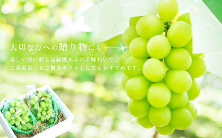 シャインマスカット 先行予約 R8年 果物 2～3房 約1.5kg 贈答用 シャインマスカット