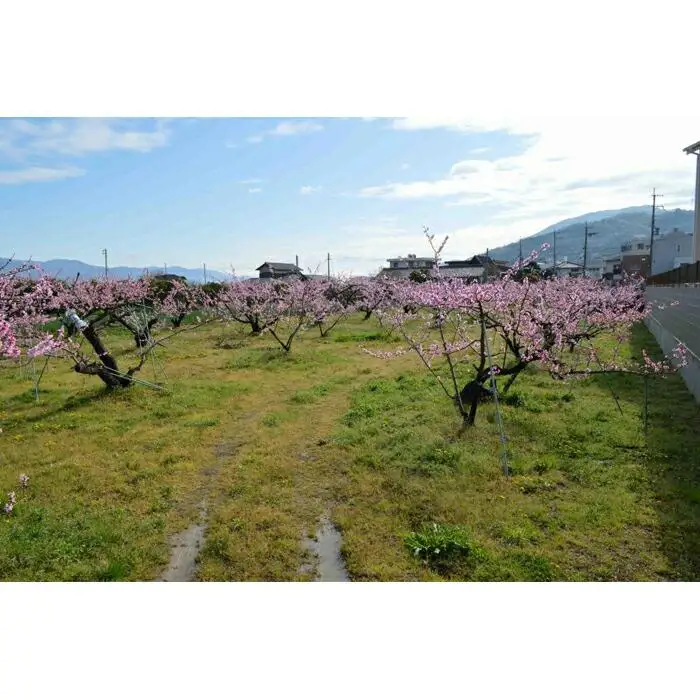 ［先行予約］≪秀品≫桃 6～9玉入り　和歌山県産　日川、白鳳、清水白鳳、川中島等