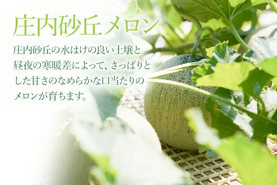 【令和8年産先行予約】 庄内砂丘メロン（赤肉）約4.5kg 2L～4L 【秀品】 3～5玉入 【令和8年7月上旬～7月下旬頃発送予定】山形県鶴岡産 紅花メロン　丸果庄内青果　| メロン めろん フルーツ 果物 くだもの 夏 旬 デザート 産地直送 山形 鶴岡 庄内 東北 人気 おすすめ 美味しい 国産 お取り寄せ 返礼品