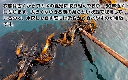 紀州衣奈産乾燥わかめ 約150g×8パック（2026年産） 【SL45】【sml903A】