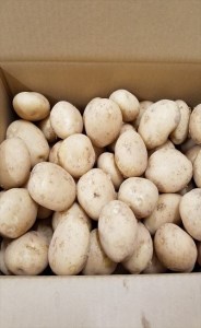 2026年 収穫  種子島 安納 中園ファーム 新 じゃがいも L サイズ 10kg　NFN083 【375pt】