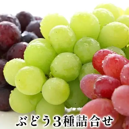 【2026年先行予約】ぶどう食べ比べ 3種セット 約420g 姫野農園 | ぶどう食べ比べ