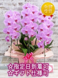 B101 【金賞受賞】 スタンダード＊姫葵（ヒメアオイ）大輪＊3本立