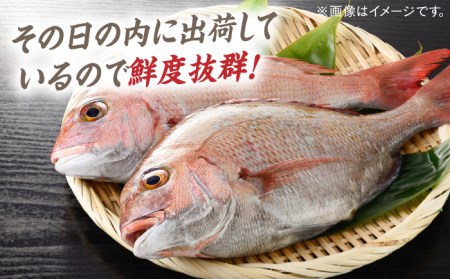 対馬 マダイ 3枚おろし 約1.2kg [WAD005] 刺身 真鯛 まだい 半身 アラ 鯛 たい 鯛しゃぶ 
