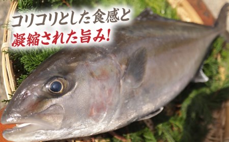 対馬 カンパチ 3枚おろし 約2kg [WAD010] 冷蔵 カンパチかんぱち