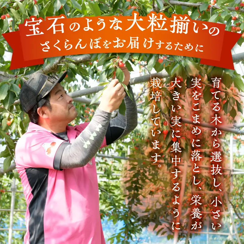 【宿沢フルーツ農園】のさくらんぼ 佐藤錦 約500g 化粧箱 バラ詰め【2026年発送】（SF）B12-144