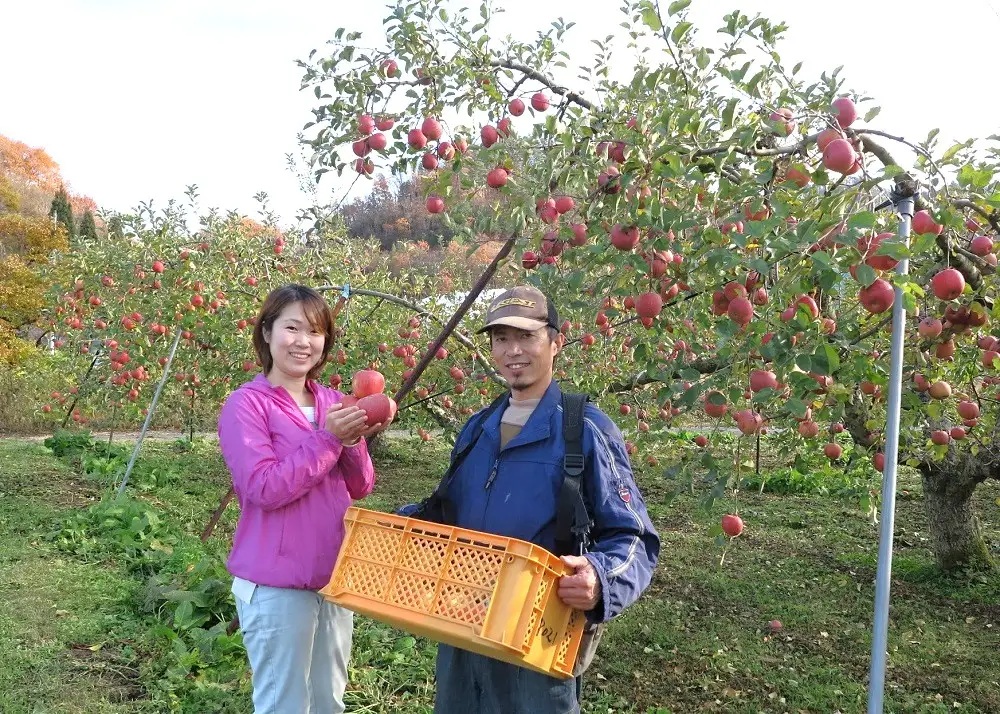 有機肥料栽培　葉とらずサンふじ　上山市産　５ｋｇ　１４～２５玉　ご家庭用　0079-2624