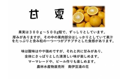 【先行予約＿2026年出荷分】初夏の香り 甘夏10kg箱　【 甘夏 】