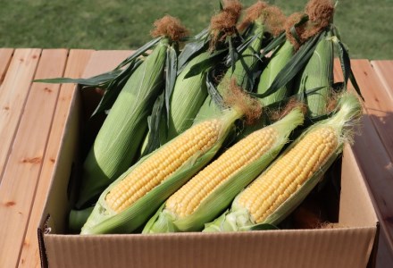 ＜先行受付：6月上旬以降出荷予定＞吉田さんちのトウモロコシ（ゴールドラッシュ）2L以上12本入り　【11218-0433】