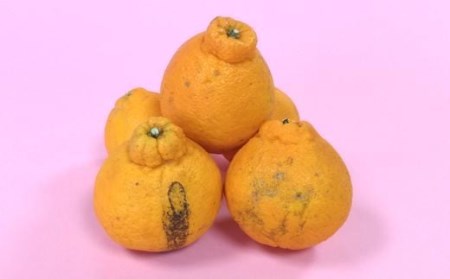【訳アリ】【お届け日の指定不可】”よかんばい”鹿島産不知火  約11kg（箱込み：配送における傷み保証含む） B-292