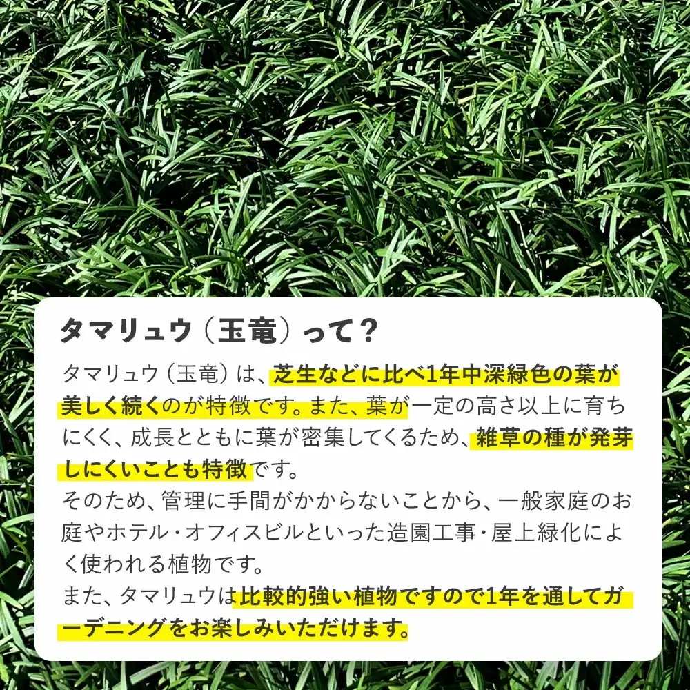 タマリュウ （玉竜） ポットタイプ（80個）【生産者直送】グランドカバー