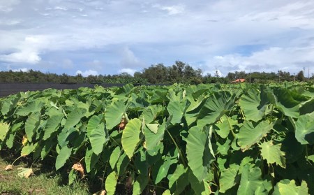 金武町特産「笑う芋」田芋（ターンム） 芋　芋　芋　田芋　いも　たいも　田いも　ターム　もちもち　アレンジ　揚げ　タームパイ　田芋パイ 