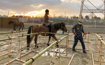 引き馬＆ふれあい体験 体験チケット 日本在来馬 和種馬 ブラッシング 手入れ ふれ合い ホースセラピー 動物 