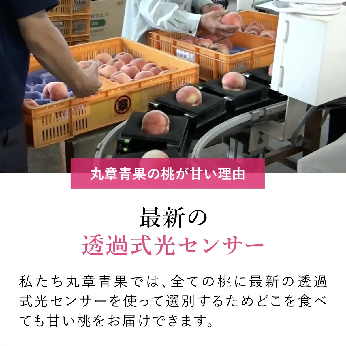 【2026年発送★先行予約】笛吹市産こだわりの桃 約2.0kg(4～9玉) 常温 090-010-26y