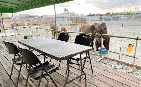 馬たちを見ながらBBQ 体験チケット 食事 動物 日本在来馬 和種馬 ドリンク付き のんびり 癒し 
