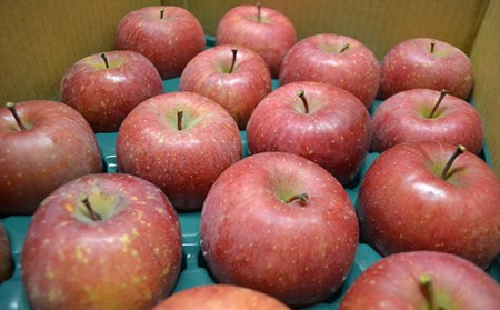 りんご 訳あり サンふじ 10kg (30～44玉) 山形県産 《先行予約 2026年11月中旬から発送開始》 リンゴ 林檎 デザート フルーツ 果物 くだもの 果実 食品 山形県 FSY-1394
