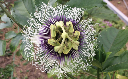 【2026年発送】産地認定！！恩納村産パッションフルーツ(約2kg) 