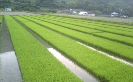 福吉産・山つきの 減農薬米 ・2kg × 3品 種（ ヒノヒカリ 、 夢つくし 、 ミルキークイーン ）セット《糸島》【二丈赤米産直センター】 [ABB010]