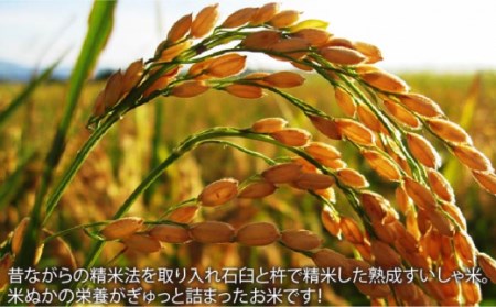 定期便 白米 令和7年産さがびより10kg NAO044 全12回 白米