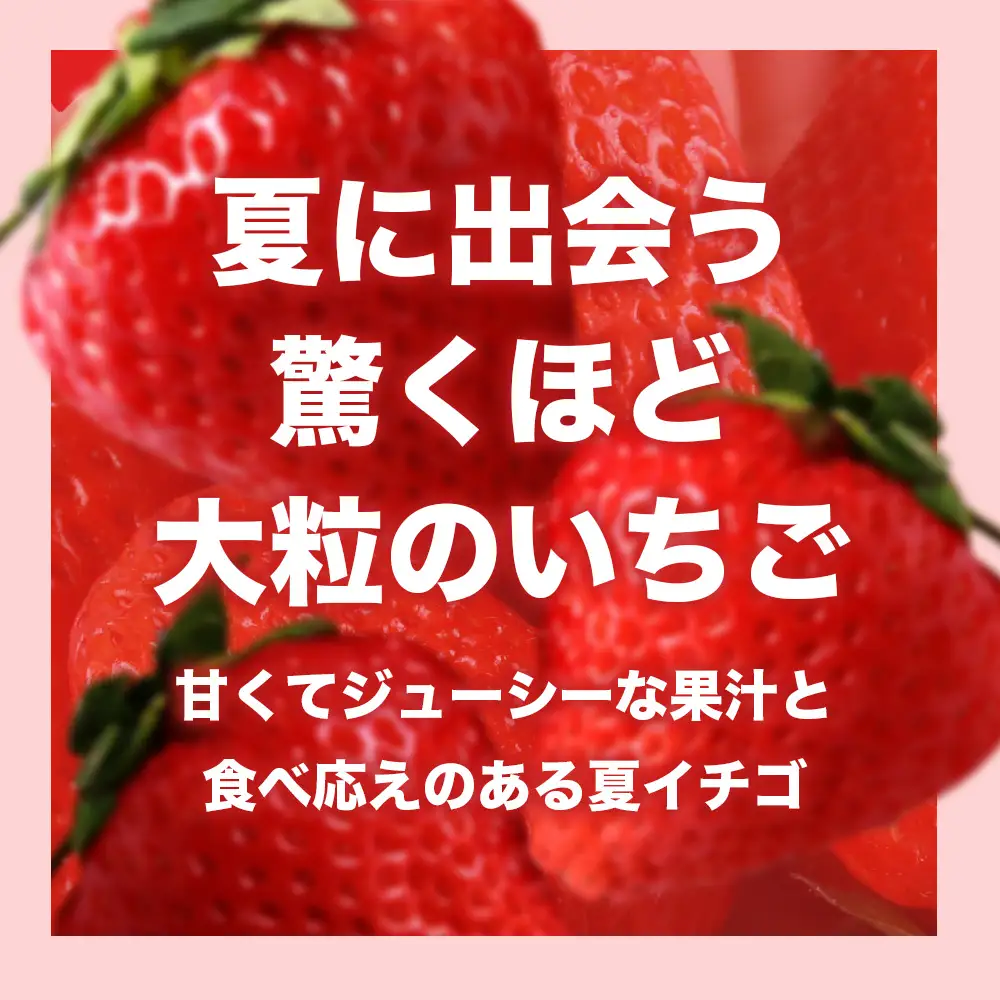 2026年産 先行予約【夏イチゴ】奇跡のひと粒「夏瑞」4パックセット